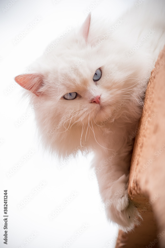 Portrait of white cat with blue eyes  