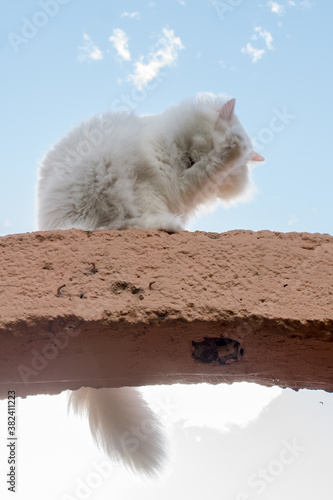 White Cat with blue eyes at sunset backlight 