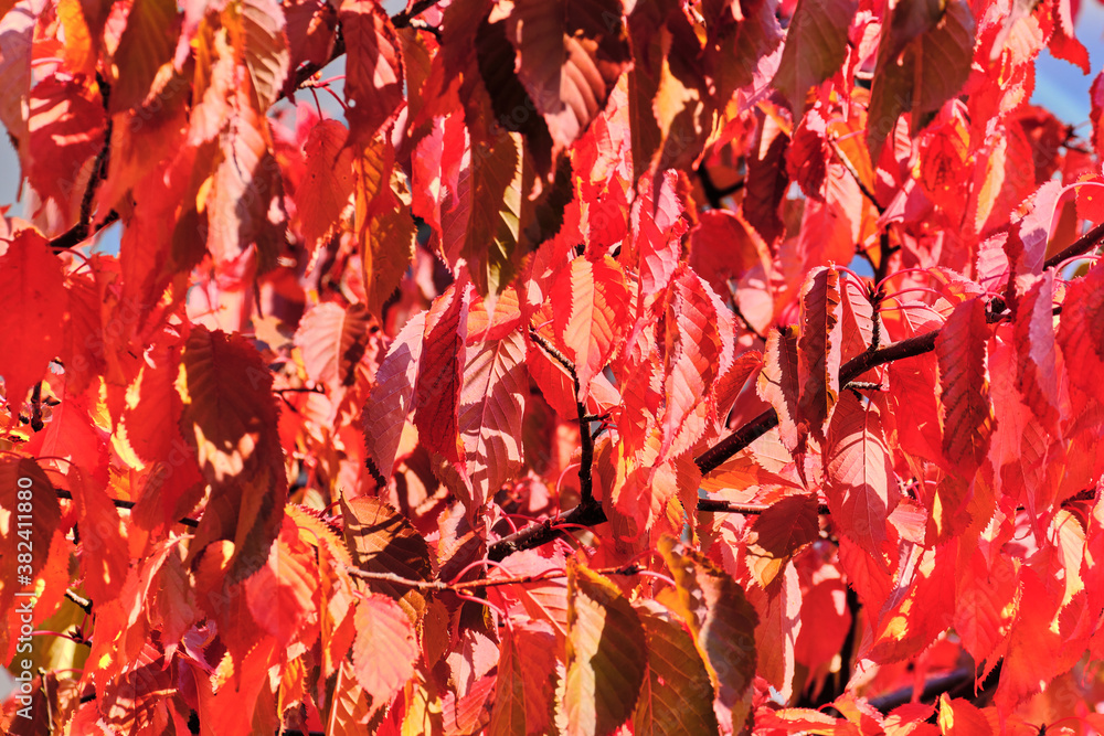 The red leaves on the tree in the autumn in Finland.