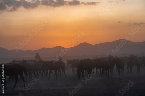 Wild horses run in foggy at sunset. Wild horses are running in dust. Near Hormetci Village  between Cappadocia and Kayseri  Turkey