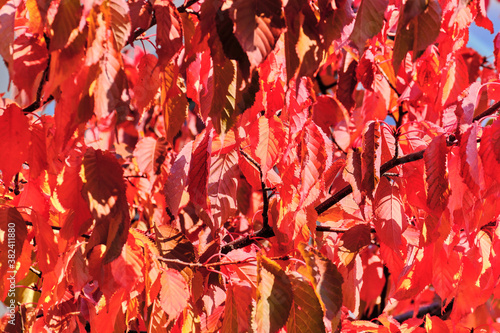 Obraz na płótnie The red leaves on the tree in the autumn in Finland. w salonie