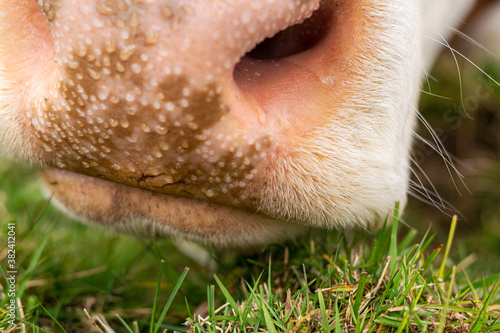 Close up detail of the muzzle of a brown cow grazing on green meadow. Enego, Vicenza, Italy