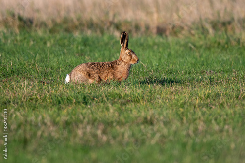 Brown hare (Lepus europaeus) in an English field on an autumn evening © Mark Hunter