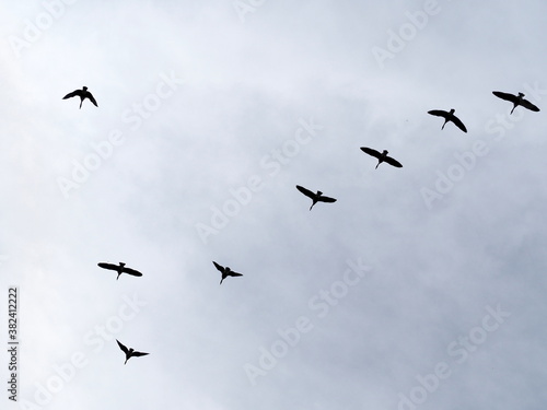 Birds in flight.