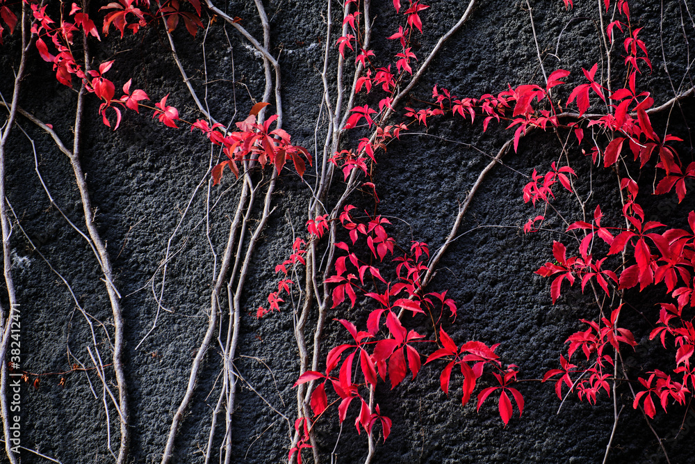 The red Virginia creeper on the black concrete wall. Autumn colors.