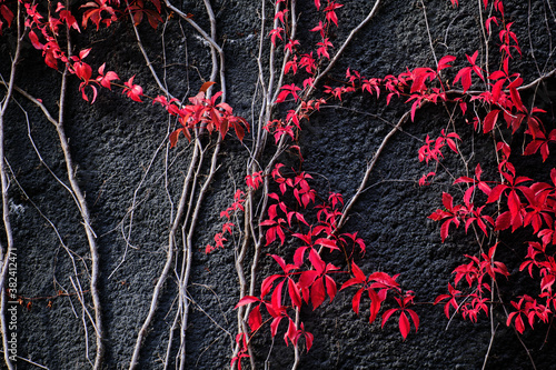Obraz na płótnie The red Virginia creeper on the black concrete wall. Autumn colors. w salonie