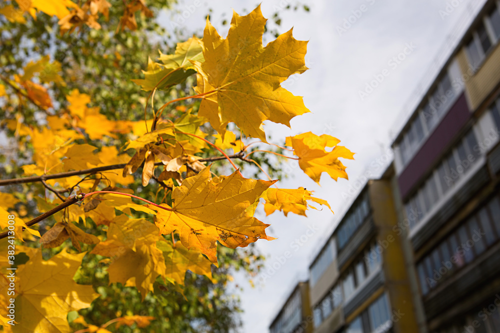 Obraz premium Yellow maple leaves along a residential apartment building. Autumn landscape, Sunny weather, Indian summer. Back to school, space for text