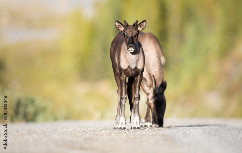 Fototapeta premium Caribou in the Canadian wilderness