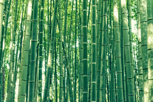 Foresta di bamb  