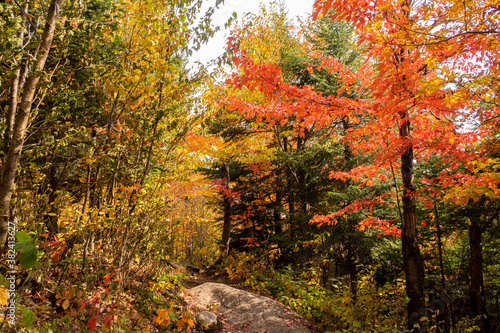 View of colorful trees in a forest in autumn