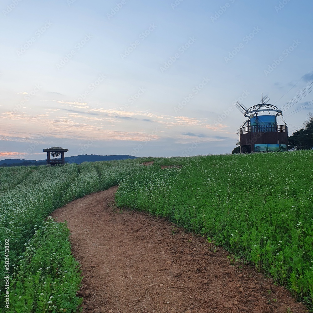 Fototapeta premium tractor in field