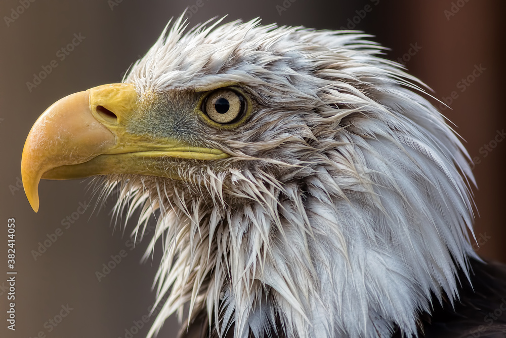 Fototapeta premium American Bald Eagle head. Eagle face portrait in close-up profile