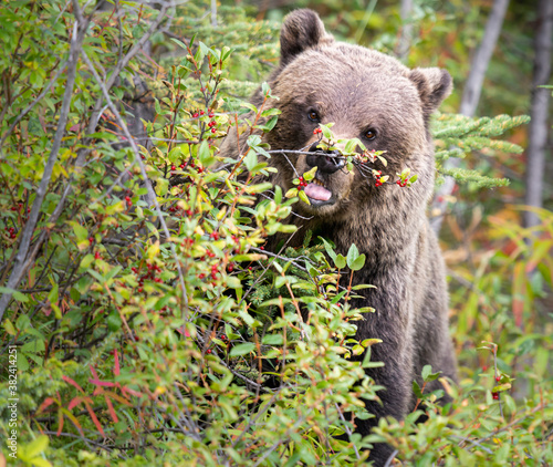 Grizzly bear in the late summer 