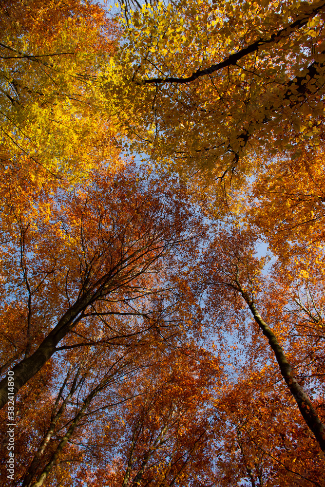 Autumn in the forest Zoniënwoud, Belgium; trees in beautiful fall colors; photo taken from bottom to top Autumn in the forest Zoniënwoud, Belgium; trees in beautiful fall colors; photo taken from bottom to top