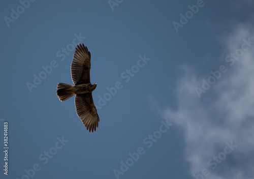 Hawk Flying with blue sky 