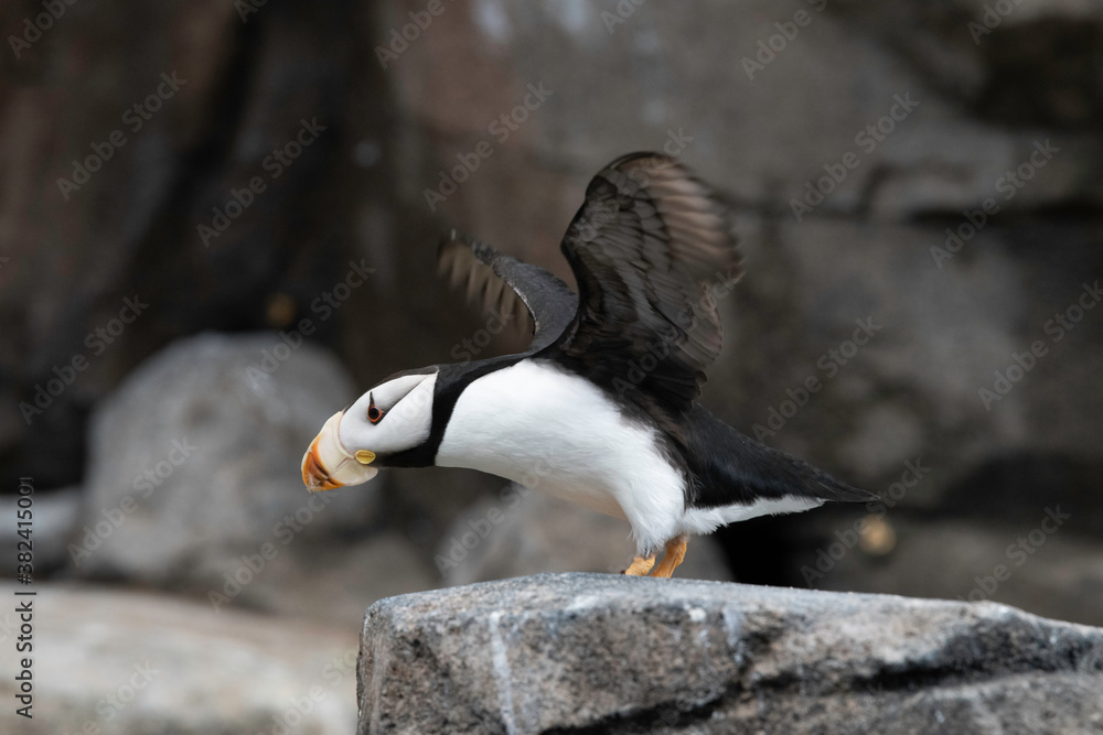 Obraz premium Horned Puffin