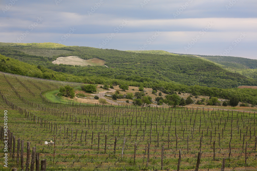 Organic vineyards near Alushta in Crimea, Russia. Small wineries practice bio dynamic agriculture producing small amounts of rare wine.  