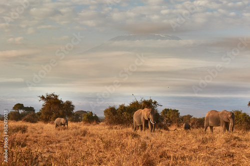 A herd of elephants in front of the Kilimanjaro