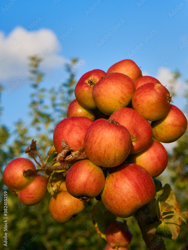 Fresh and juicy apples ready for harvest in the apple plantation Fresh and juicy apples ready for harvest in the apple plantation