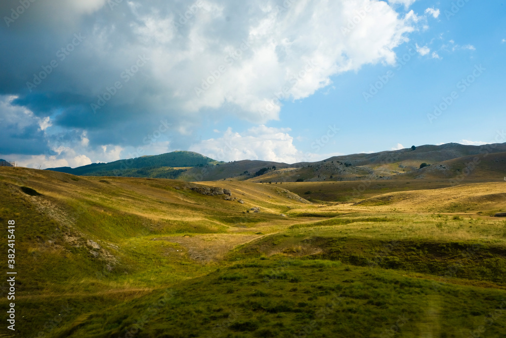 Fototapeta premium wild life