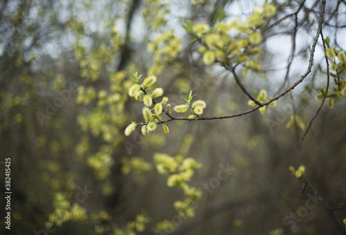 Young fresh green leaves/foilage appear on a tree branch. Spring is coming. New beginning. Copy space for text. 