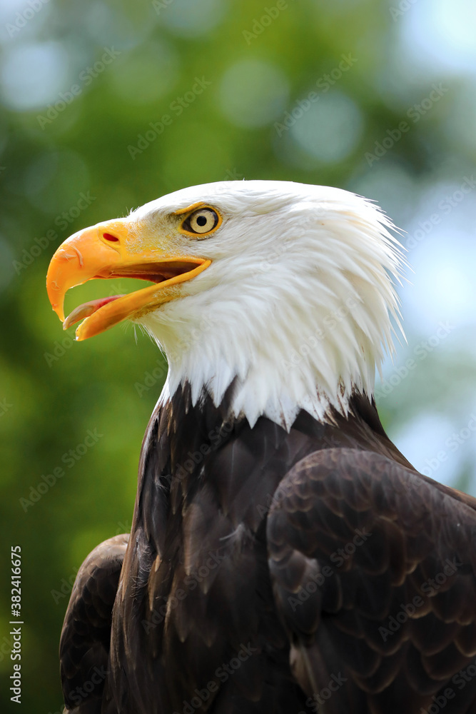 Fototapeta premium Portrait of a famous American eagle
