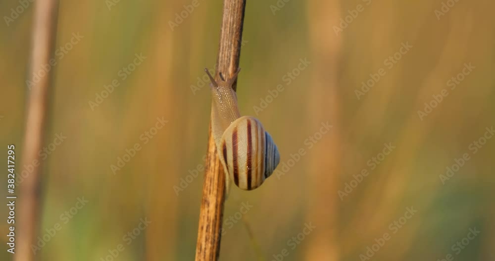 close up of snail outdoors. macro shot in UHD 4K close up of snail outdoors. macro shot in UHD 4K