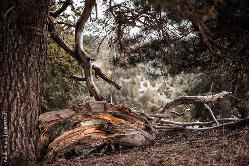 Baum