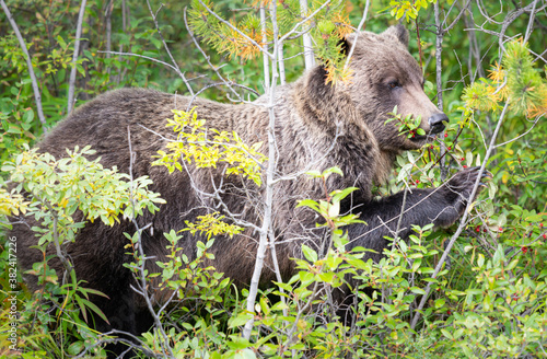 Grizzly bear eating buffaloberries photo