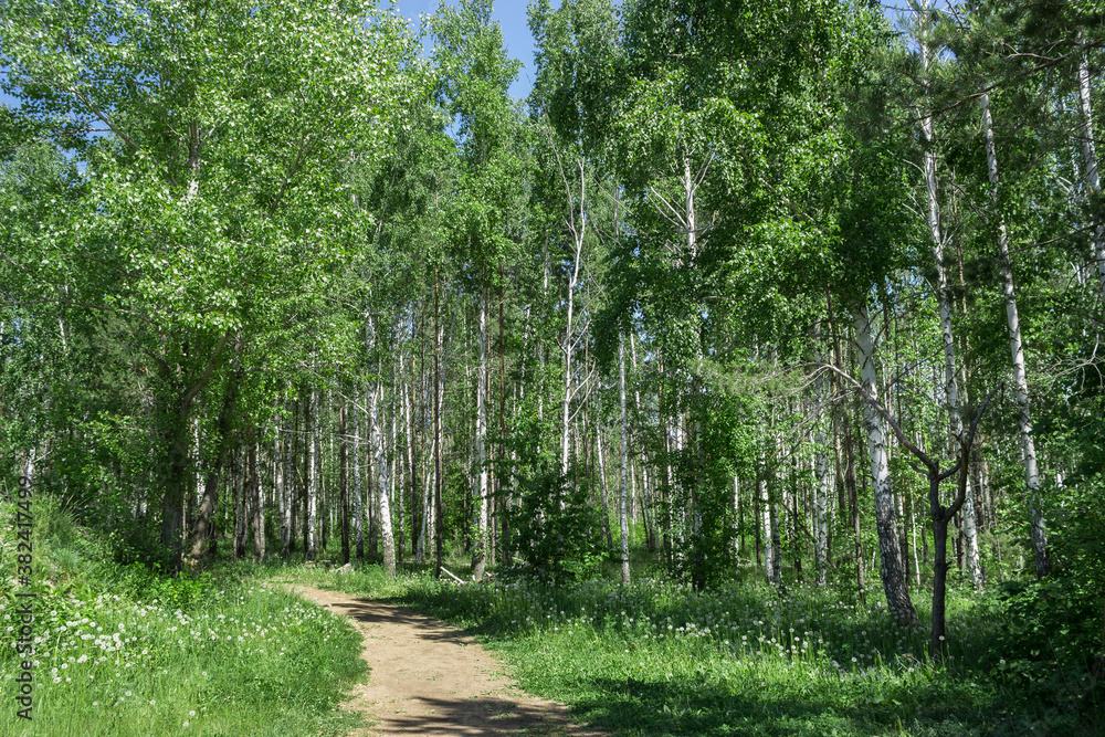 Birch wood on the Tsaryov Kurgan in Samara Region.