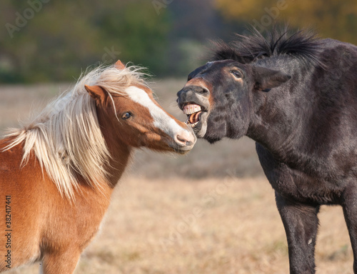 Mule and Miniature horse buddies socialize play nippy face
