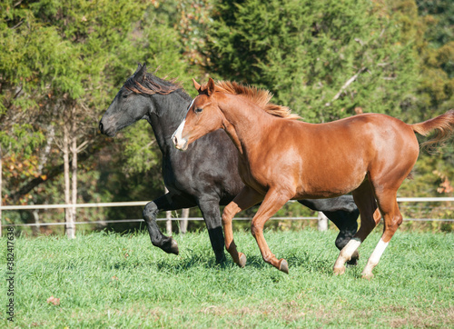 Friesian and Warmblood yearling horses race side by side in green pasture