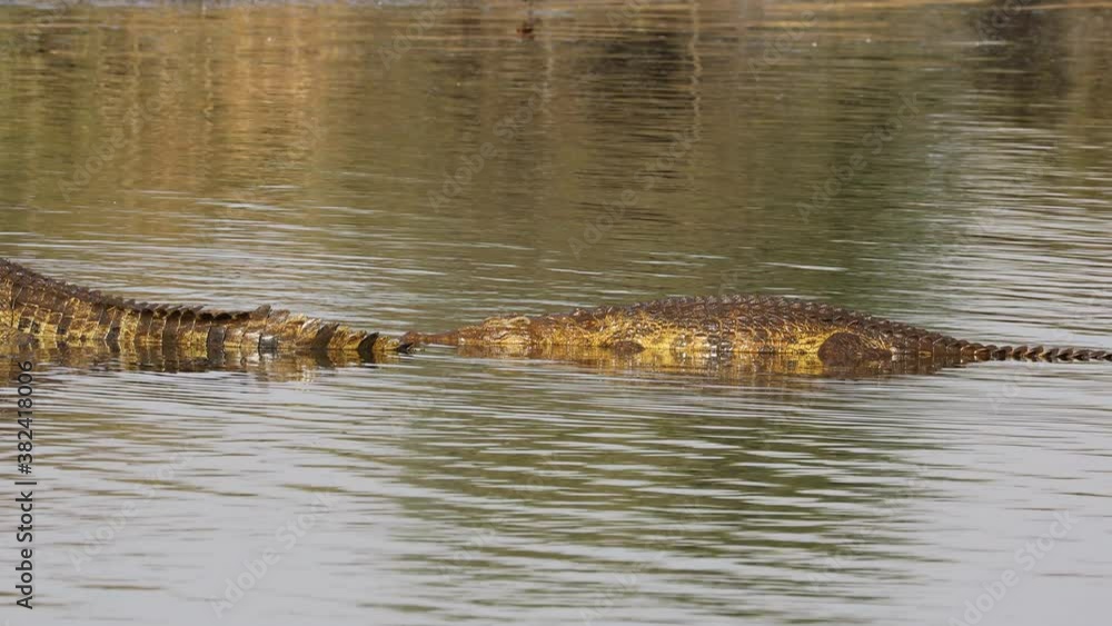 A large Nile crocodile (Crocodylus niloticus) basking in shallow water, Kruger National Park, South Africa A large Nile crocodile (Crocodylus niloticus) basking in shallow water, Kruger National Park, South Africa