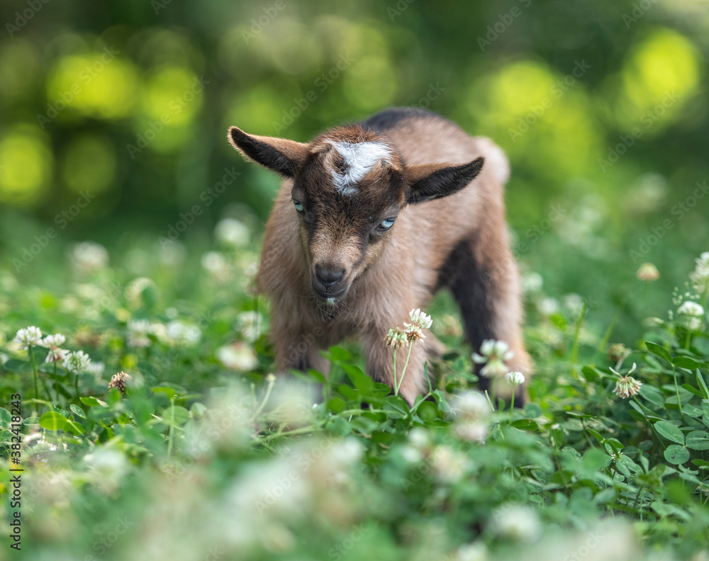 Six week old Nigerian Dwarf Dairy Goat kid in wildflowers Six week old Nigerian Dwarf Dairy Goat kid in wildflowers