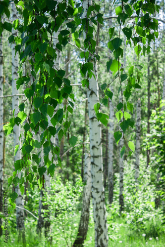 Birch wood on the Tsaryov Kurgan in Samara Region.