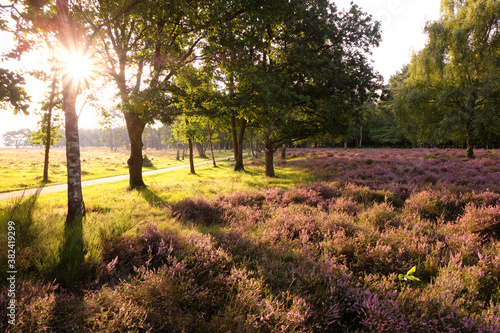 Fotografie Purple heather on heathland with low sun shining through trees in Hilversum, Net