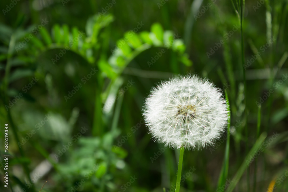 The dandelion's seedhead (lat. Taraxacum officinale)