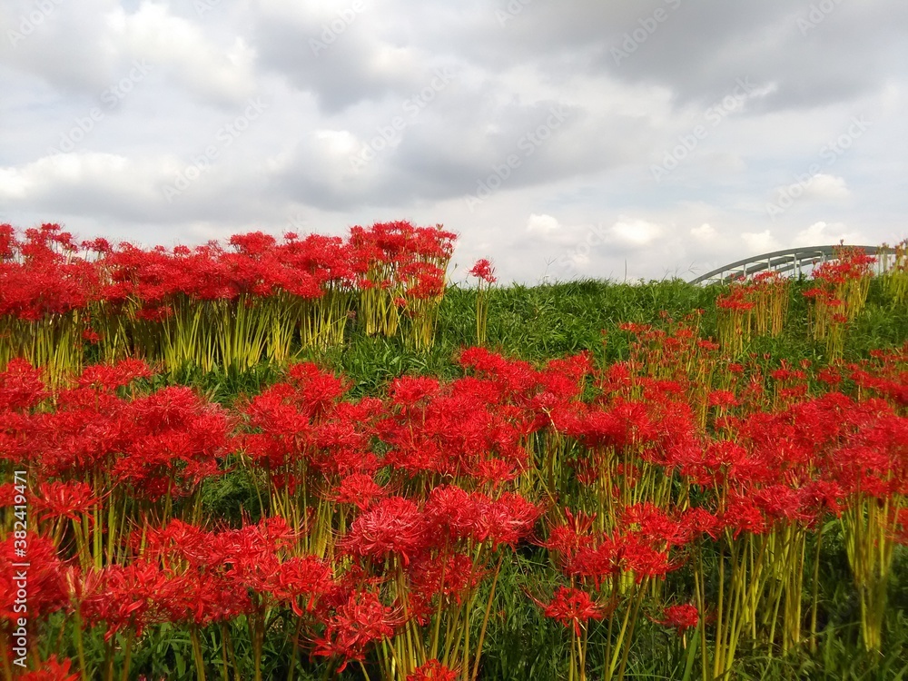 Red spider lilies 
