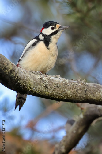 great spotted woodpecker