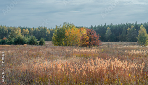 Three trees with colorful autumn foliage among red grass on the background of the autumn forest