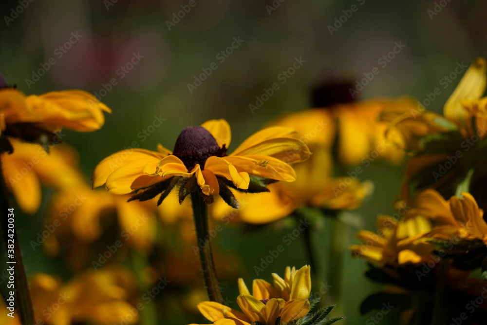 Fototapeta premium flower