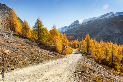 Amazing autumn landscape with road  orange larch forest and snowy mountains on background