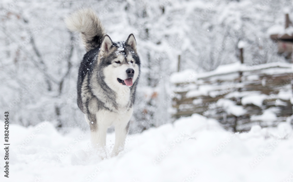dog frosty winter snowy forest, alaskan malamute