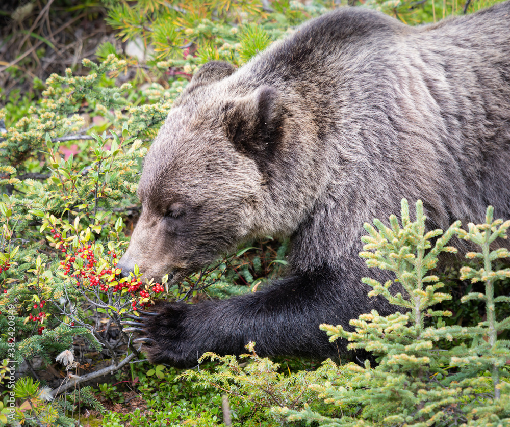 Fototapeta premium Grizzly bear eating buffaloberries