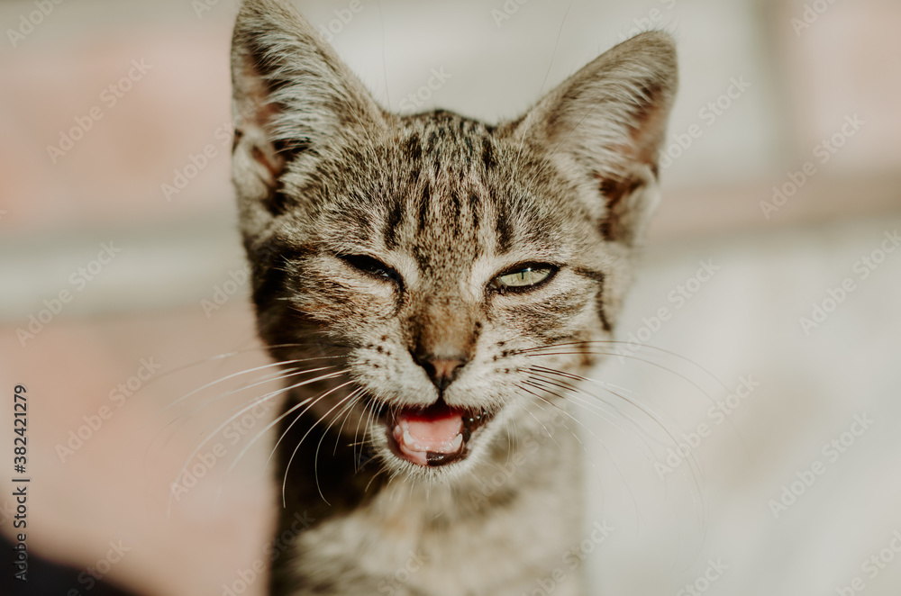 close up portrait of a cat with mouth open close up portrait of a cat with mouth open