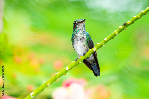 A White-chested Emerald perching with a green blurred background. hummingbird resting in natural surroundings, bird in nature,  photo