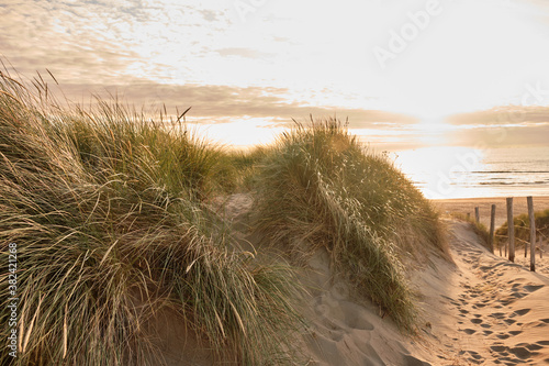 Fototapeta Naklejka Na Ścianę i Meble -  Long grass on the sand dunes on the coast between Zandvoort and Bloemendaal