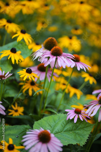 echinacea, black eyed susan, coneflowers, rudbeckia flowers with a shallow depth of field 