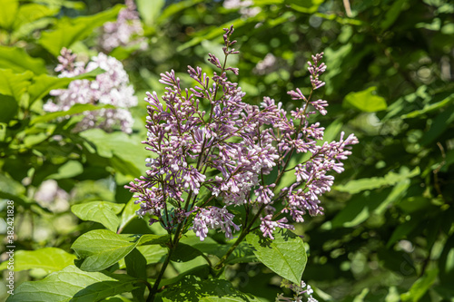 Branch of lilac with green leaves and buds blooms on a green blurred background in summer