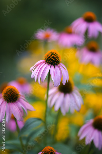 echinacea  black eyed susan  coneflowers  rudbeckia flowers with a shallow depth of field 